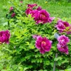 Rózsaszínű lila fás szárú bazsarózsa - Paeonia suffruticosa 'Ling hua zhan lu'