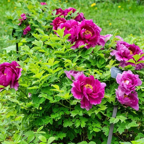 Rózsaszínű lila fás szárú bazsarózsa - Paeonia suffruticosa 'Ling hua zhan lu'