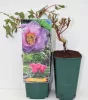 Rózsaszínű lila fás szárú bazsarózsa - Paeonia suffruticosa 'Ling hua zhan lu'