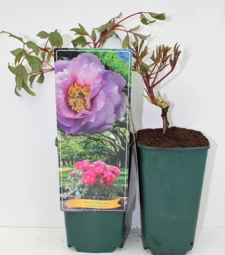 Rózsaszínű lila fás szárú bazsarózsa - Paeonia suffruticosa 'Ling hua zhan lu'