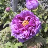 Rózsaszínű lila fás szárú bazsarózsa - Paeonia suffruticosa 'Ling hua zhan lu'