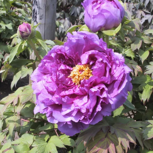 Rózsaszínű lila fás szárú bazsarózsa - Paeonia suffruticosa 'Ling hua zhan lu'