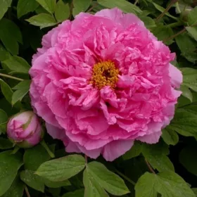   Rózsaszín fás szárú bazsarózsa -  Paeonia suffruticosa ‘Rou Fu Rong’ 