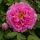 Rózsaszín fás szárú bazsarózsa -  Paeonia suffruticosa ‘Rou Fu Rong’ 