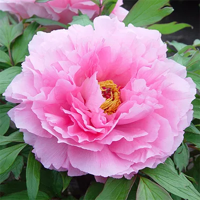 Rózsaszín fás szárú bazsarózsa -  Paeonia suffruticosa ‘Rou Fu Rong’ 