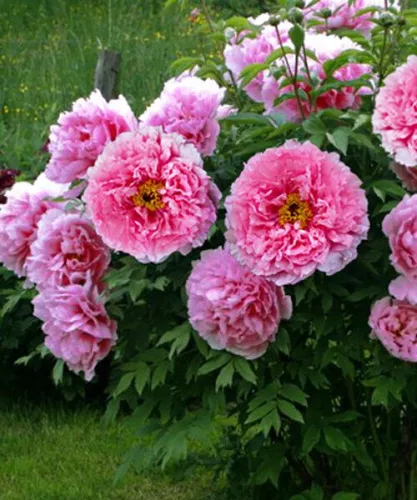 Rózsaszín fás szárú bazsarózsa -  Paeonia suffruticosa ‘Rou Fu Rong’ 