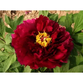   Bíborvörös fás szárú bazsarózsa  - Paeonia suffruticosa 'Mo run jue lun'