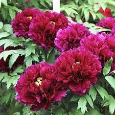 Bíborvörös fás szárú bazsarózsa  - Paeonia suffruticosa 'Mo run jue lun'