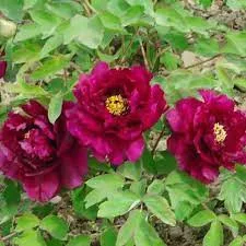 Bíborvörös fás szárú bazsarózsa  - Paeonia suffruticosa 'Mo run jue lun'