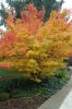 Acer palmatum 