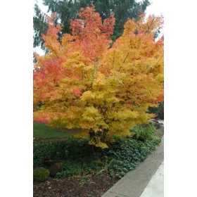   Sárga törzsű Japán juhar - Acer palmatum ''Bi Hoo" K3