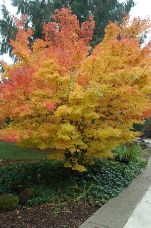 Acer palmatum 
