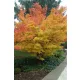Sárga törzsű Japán juhar - Acer palmatum ''Bi Hoo" K3