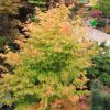 Sárga törzsű Japán juhar - Acer palmatum ''Bi Hoo" K3