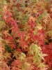 Acer palmatum 