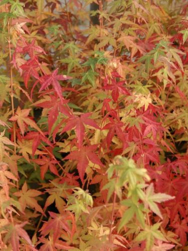 Sárga törzsű Japán juhar - Acer palmatum ''Bi Hoo" K3