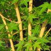 Acer palmatum 