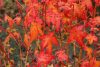 Acer palmatum 