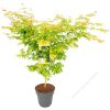Sárga törzsű Japán juhar - Acer palmatum ''Bi Hoo" K3