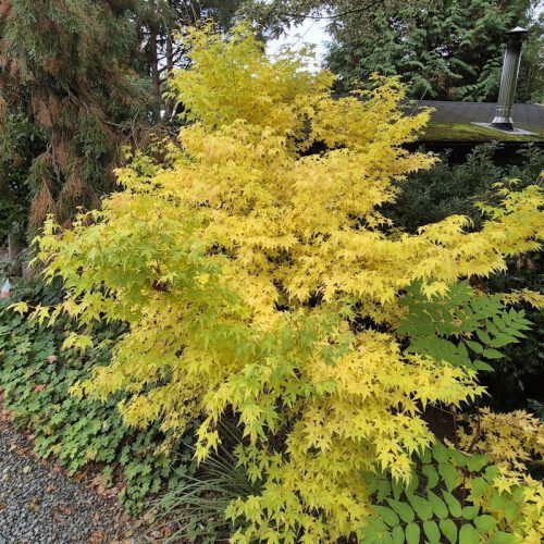 Sárga törzsű Japán juhar - Acer palmatum ''Bi Hoo" K3