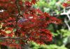 Sárga törzsű Japán juhar - Acer palmatum ''Bi Hoo" K3