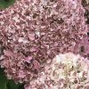 Bugás Hortenzia - 'Pandora' - Hydrangea paniculata