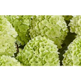   Bugás Hortenzia - 'Panenka' - Hydrangea paniculata