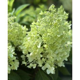   Bugás Hortenzia - 'Pandria' - Hydrangea paniculata