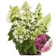 Bugás Hortenzia - 'Pandria' - Hydrangea paniculata