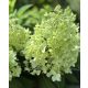 Bugás Hortenzia - 'Pandria' - Hydrangea paniculata