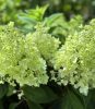 Bugás Hortenzia - 'Pandria' - Hydrangea paniculata