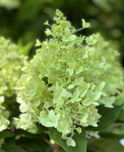 Bugás Hortenzia - 'Pandria' - Hydrangea paniculata
