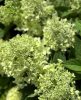 Bugás Hortenzia - 'Pandria' - Hydrangea paniculata