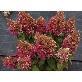   Bugás Hortenzia - Hydrangea paniculata 'Baby Lace'