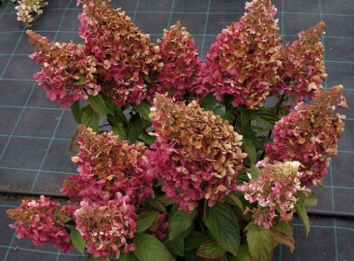 Bugás Hortenzia - Hydrangea paniculata 'Baby Lace'