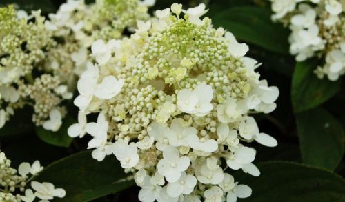 Bugás Hortenzia - Hydrangea paniculata 'Baby Lace'