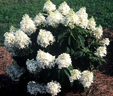 Bugás Hortenzia - Hydrangea paniculata 'Baby Lace'