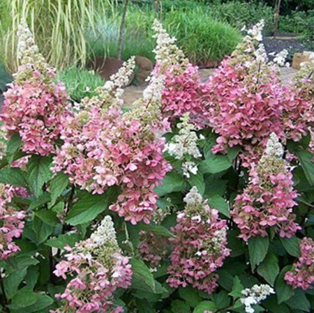 Bugás Hortenzia - Hydrangea paniculata 'Baby Lace'