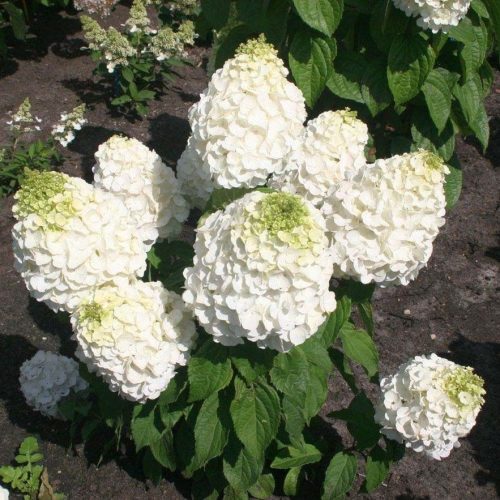  Bugás hortenzia - Hydrangea paniculata 'Magical Mont Blanc'