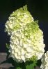  Bugás hortenzia - Hydrangea paniculata 'Magical Mont Blanc'