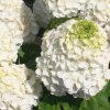  Bugás hortenzia - Hydrangea paniculata 'Magical Mont Blanc'