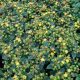 Bogyós orbáncfű - Hypericum indorum ‘Magical Lightning’