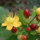 Bogyós orbáncfű - Hypericum indorum ‘Magical Universe’