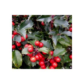   Kék magyal (termős) -Ilex meserveae 'Blue Princess' 