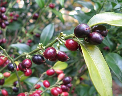 Bogyóspuszpáng - Sarcococca hookeriana humilis