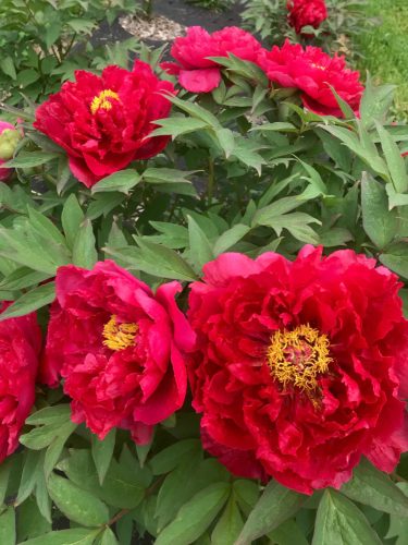 Piros fás szárú Bazsarózsa - Paeonia suffruticosa 