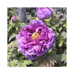 Lila fás szárú Bazsarózsa - Paeonia suffruticosa 