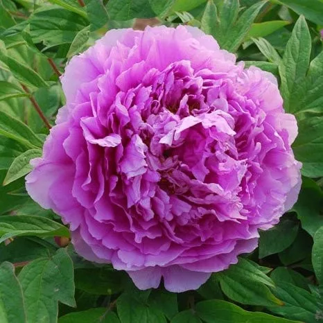 Lila fás szárú Bazsarózsa - Paeonia suffruticosa 
