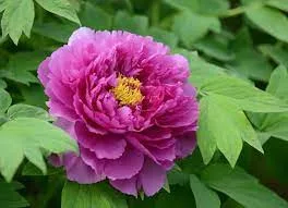 Lila fás szárú Bazsarózsa - Paeonia suffruticosa 