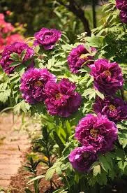 Lila fás szárú Bazsarózsa - Paeonia suffruticosa 